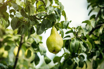 Tasty young healthy organic juicy pears hanging on a branch