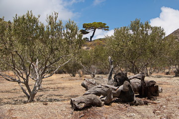 Fototapeta premium Olive trees at the trail from Olympos to Forokli on Karpathos in Greece 