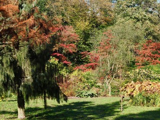 Autumn Garden 