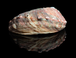 Natural shell haliotis on a black background