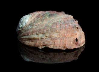 Natural shell haliotis on a black background