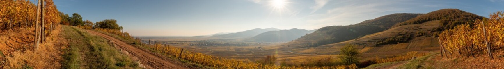 Obraz premium Promenade sur les sentiers du vignoble alsacien en automne