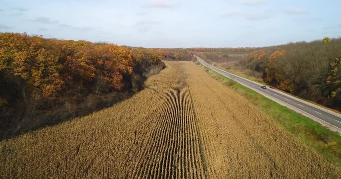 Aerial view of road in autumn forest at sunset near the corn field.