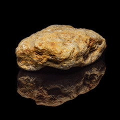 Natural fossilized coral on a black background