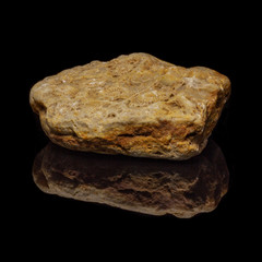Natural fossilized coral on a black background
