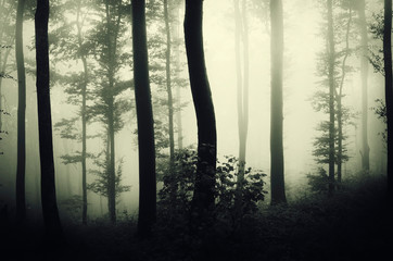 dark fantasy woods background with trees in fog