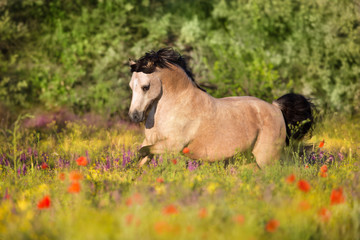 Beautiful pony run in poppy flowers