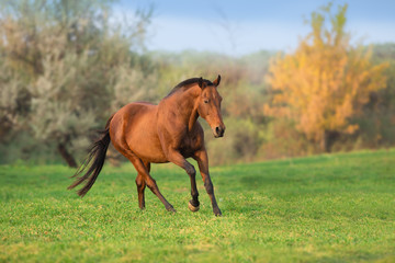 Bay horse run gallop in green meadow