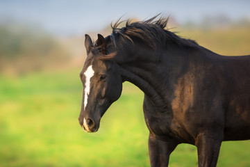 Fototapeta na wymiar Black horse portrait in motion outdoor