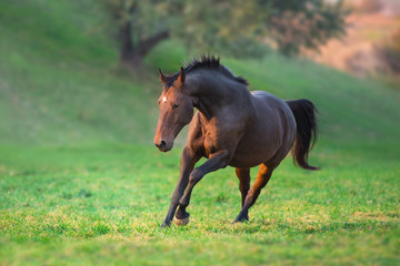 Bay horse run gallop in green meadow