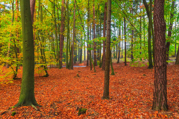 Autumn depths forest trees colorful leaves