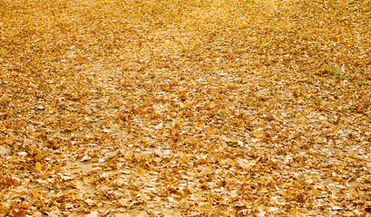 autumn fall background leaves