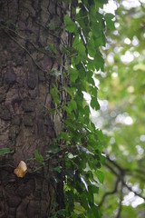 Ivy growing on tree trunk 