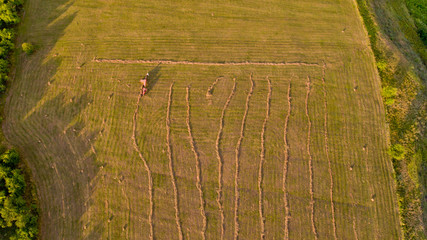 Top view of tractor collects hay from the field. Aerial view.