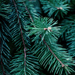 Christmas  Fir tree brunch textured Background. Fluffy pine tree brunch close up. Green spruce