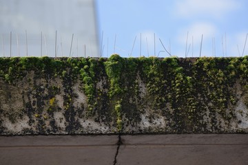 Moss on building top