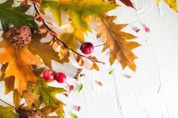 Autumnal background chestnuts acorns leaves
