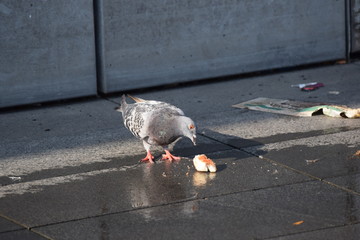 Pigeon eating 