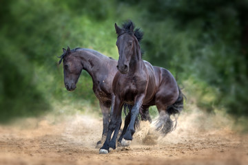 Obraz na płótnie Canvas Two frisian horse run and play in dust
