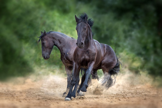 Two frisian horse run and play in dust