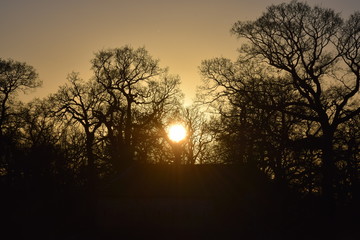 Sunset behind trees
