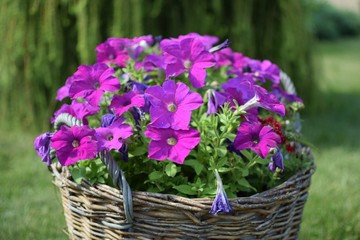 kwiatki2 © poprostup