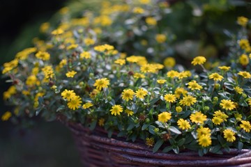 kwiatki3 © poprostup