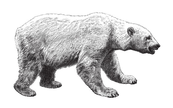 Polar bear (Ursus maritimus) / vintage illustration from Meyers Konversations-Lexikon 1897