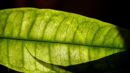 Close up of leaf from a tropical Pachira tree. Beautiful shadow.