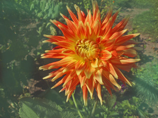 Peaches and cream dahlia