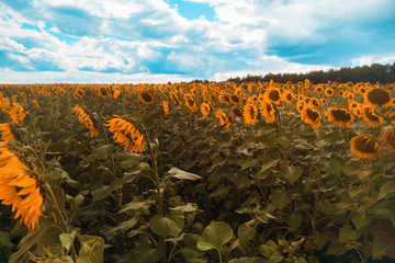 A field of sunflowers