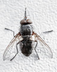 Fly close-up.