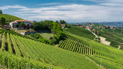 Vineyards near Barbaresco, Cuneo, in Langhe