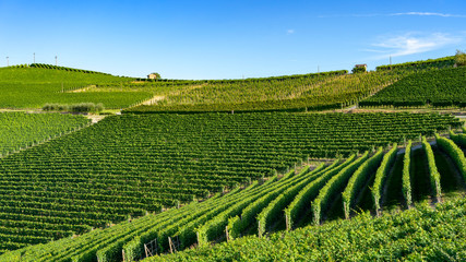 Fototapeta na wymiar Vineyards near Barolo, Cuneo, in Langhe