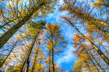 autumn leaves on blue sky