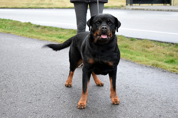 Young rottweiler on a leash. A dog near the owner. Rottweiler for a walk.