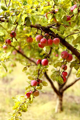 Ripe apples on the tree
