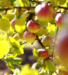 Ripe apples on the tree