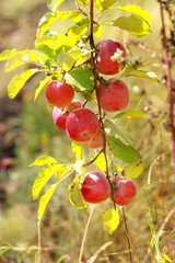 Ripe apples on the tree