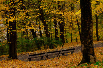 Vintage bench in autumn park