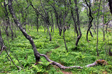 Arctic forest of gnarled dwarf birches and fern, Southern Norway