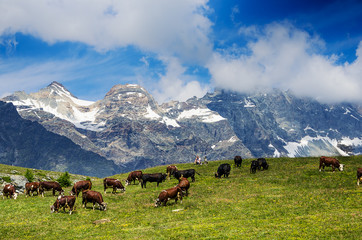 Fototapeta premium Mountain landscape, some cows grazing in a cloudy day