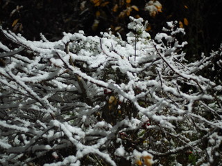 Trees in the frost. Winter snow. Russian winter nature. Russia, Ural, Perm region