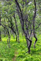 Fototapeta na wymiar Arctic forest of gnarled dwarf birches and fern, Southern Norway