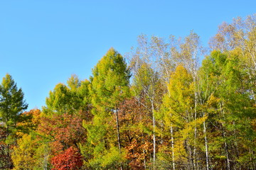 October forest: all the colors of autumn. Motley autumn foliage of mixed forest. Blue sky.