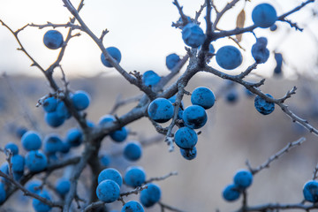 Dark blue thorn thorns, thorns prickly in the fall on the branches of the bush