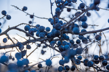 Dark blue thorn thorns, thorns prickly in the fall on the branches of the bush