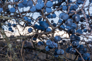 Dark blue thorn thorns, thorns prickly in the fall on the branches of the bush