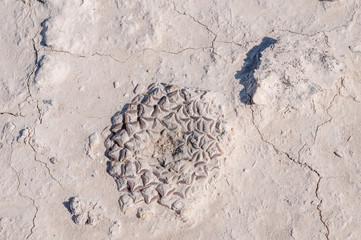 Ariocarpus kotschoubeyanus
