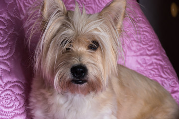 Cairn Terrier dog light brown with long hair on the couch